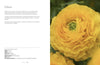 Ranunculus: Beautiful varieties for home and garden