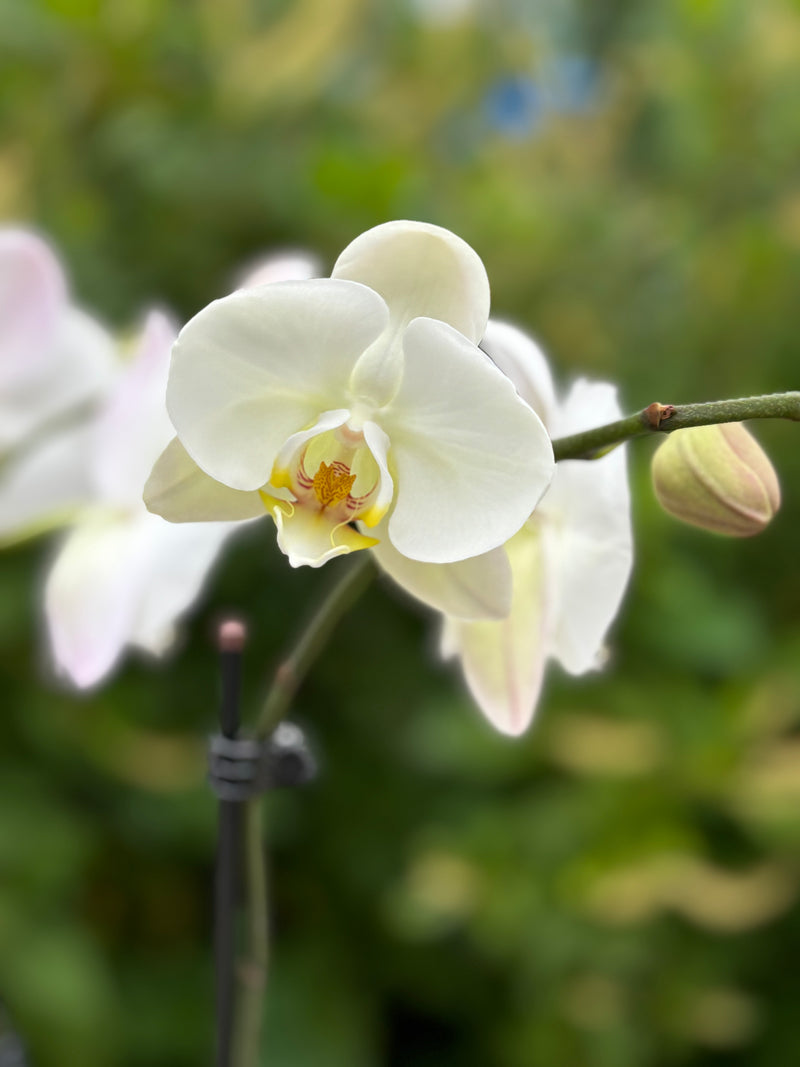 Potted Double Orchid