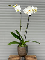 Potted Double Orchid