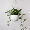 8" Signature Stone Hanging Planter Pot